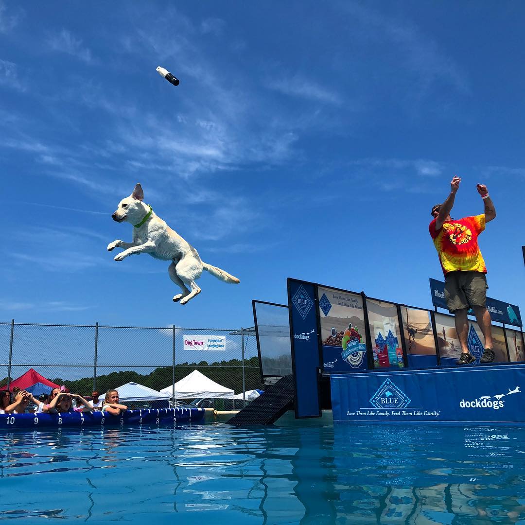 Dennis-Yarmouth Regional High School Cape Cod dog jumping